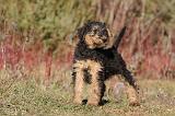 AIREDALE TERRIER 259
